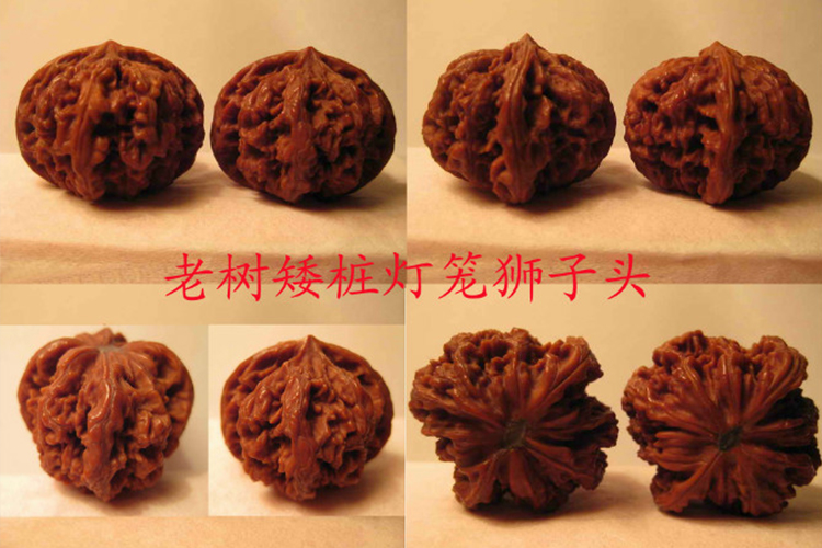 文玩核桃品種，獅子頭核桃品種圖鑒大全（10）