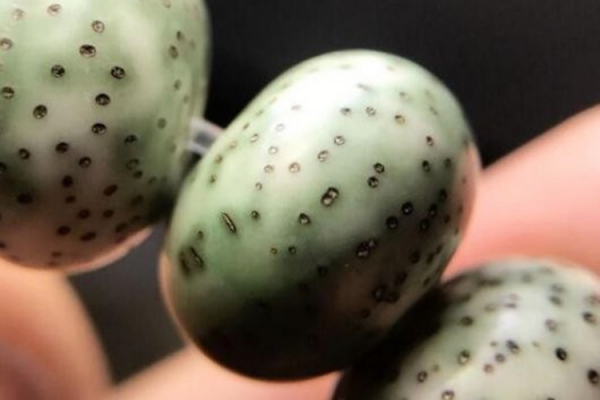 陰皮星月普提好不好？陰皮星月普提介紹
