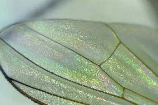 蒼蠅翅真的可以鑒別翡翠真假嗎？蒼蠅翅明顯的翡翠是不是不好？