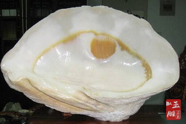 硨磲介紹-玉雕名家