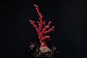 紅珊瑚真假鑒別——如何區(qū)分染色海竹和天然紅珊瑚